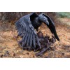 Напольный светильник дизайнерский Ворон S4012